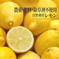 国産 自然栽培 奇跡のレモン2kg 農薬完全不使用 化学肥料・除草剤不使用 ノーワックス 防腐剤 防カビ剤不…