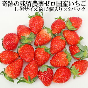 Ղ c_[ Y  L`MTCY i15`17j×2pbN w_sgp Ղ̖_򂢂 ܕsgp m[bNX h܁EhJrܕsgp _CɂSăo