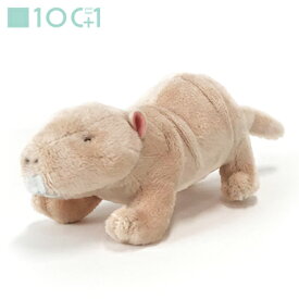 楽天市場 ハダカデバネズミの通販