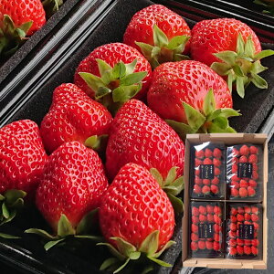 xGiW[t@[ 쌧Yuc܂v200g×4pbN 쌧 zKSxm