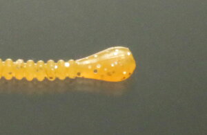 ꐽ CY Xpe #009 IW(O[) 1.5C` 14 \tgA[ [ ^a GT tBbVO Cނ ދ issei