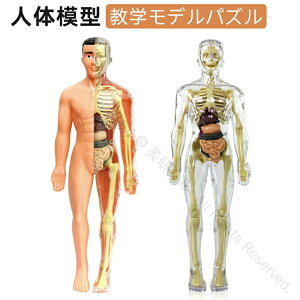 l̖͌^ i ~j 35cm 1/5 l̍i͌^  ݌v X^ht l̉Uwf iW{  p inUw [ ͌^ XPgf p if