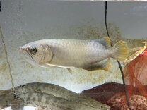楽天市場】アジアアロワナ 生体（観賞魚｜熱帯魚・アクアリウム 