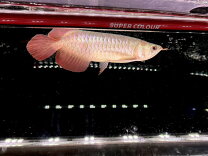 楽天市場】アロワナ スーパーレッド（観賞魚｜熱帯魚・アクアリウム 