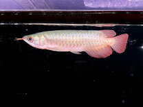 楽天市場】アロワナ スーパーレッド（観賞魚｜熱帯魚・アクアリウム 