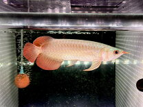 楽天市場】アジアアロワナ 販売（熱帯魚・アクアリウム｜ペット 