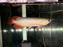 楽天市場】アロワナ スーパーレッド（観賞魚｜熱帯魚・アクアリウム 