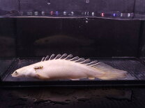 大型魚、熱帯魚】超極太エンドリケリー