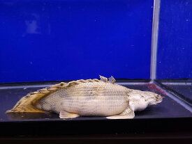 B12-1　Po.エンドリケリー　ウルトラショート　27cm前後　♀ 大型サイズ 人気種 扁平顔 ポリプテルス 大型魚 古代魚 熱帯魚 生体 魚 トリートメント済 可愛い
