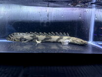 楽天市場】ワイルド エンドリケリー（熱帯魚・アクアリウム｜ペット 