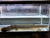 楽天市場】ポリプテルス ビキール（観賞魚｜熱帯魚・アクアリウム 