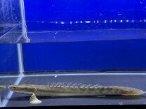 楽天市場】ポリプテルス ビキールビキール（熱帯魚・アクアリウム 