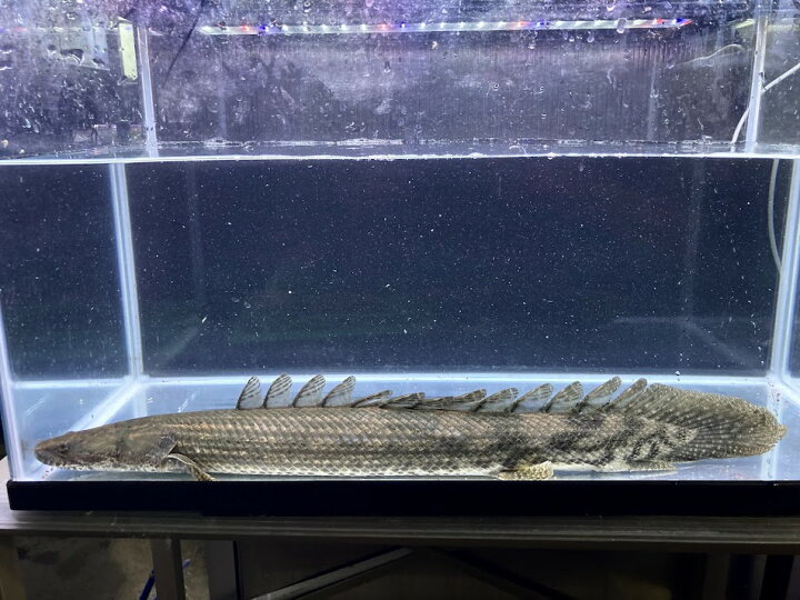 楽天市場】C12 ギニアワイルド Po.ビキールラプラディ 51cm 