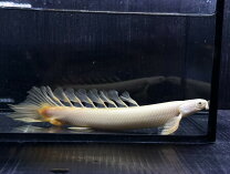 楽天市場】古代魚（観賞魚｜熱帯魚・アクアリウム）：ペット・ペット 