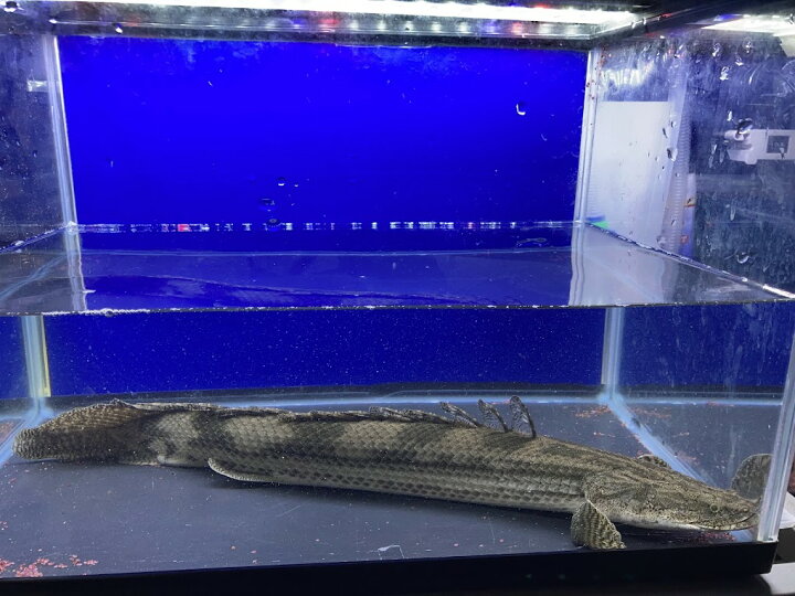 po.sp.ナイジェリア60up | AQUASTYLEG