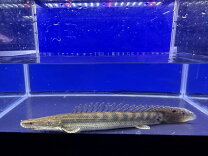 楽天市場】ポリプテルス ワイルド（観賞魚｜熱帯魚・アクアリウム 
