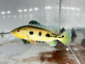 楽天市場】 大型魚＆中型魚（その他） > キクラ : ビリーケン 楽天市場店