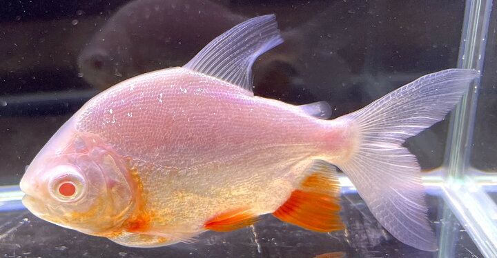 楽天市場 アルビノレッドコロソマ 9cm前後 熱帯魚 中型魚 ブラジル 観賞魚 カラシン ビリーケン 楽天市場店
