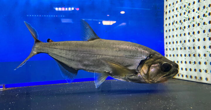 楽天市場 アルマータス カショ ロ 牙魚 cm前後 熱帯魚 大型魚 ワイルド 観賞魚 ブラジル カラシン ビリーケン 楽天市場店
