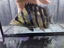 楽天市場】ダトニオプラスワン 熱帯魚（ペット・ペットグッズ）の通販