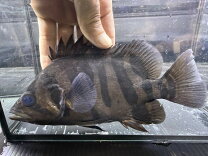 楽天市場】ダトニオプラスワン 熱帯魚（ペット・ペットグッズ）の通販