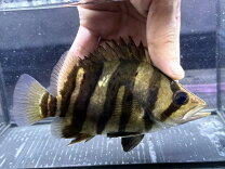楽天市場】ダトニオプラスワン 熱帯魚の通販