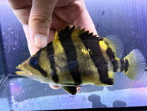 楽天市場】ダトニオ リアルバンドの通販