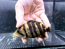 楽天市場】大型魚 ダトニオプラスワンの通販