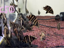 楽天市場】ダトニオ（原産国/製造国インドネシア）（観賞魚｜熱帯魚 