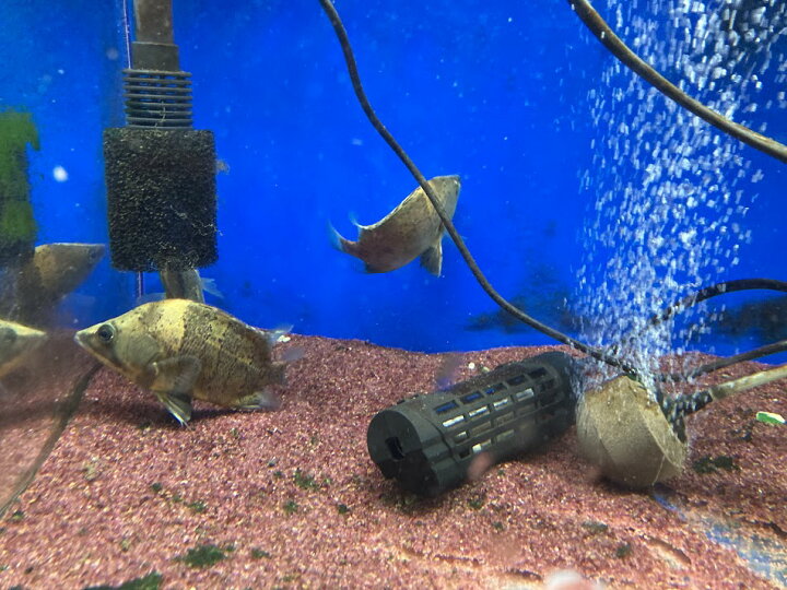 楽天市場】B9 ニューギニアダトニオ 12－13cm前後 綺麗 ダトニオ 