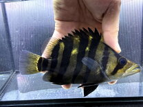 楽天市場】大型魚 ダトニオプラスワンの通販