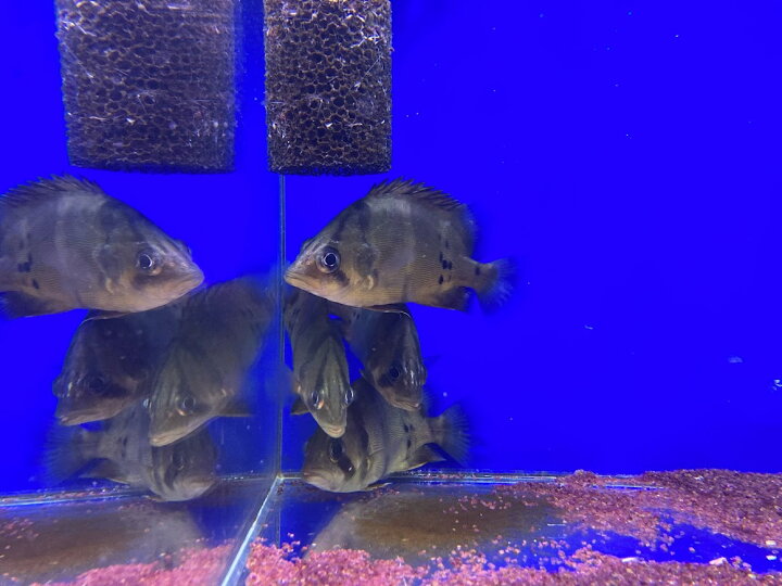 楽天市場 ダトニオ フォーバータイガー 1匹 １２ １３cm前後 ダトニオ 中型魚 混泳 冷凍エビ食べます ビリーケン 楽天市場店