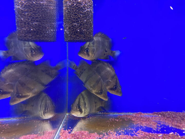 楽天市場 ダトニオ フォーバータイガー 1匹 １２ １３cm前後 ダトニオ 中型魚 混泳 冷凍エビ食べます ビリーケン 楽天市場店