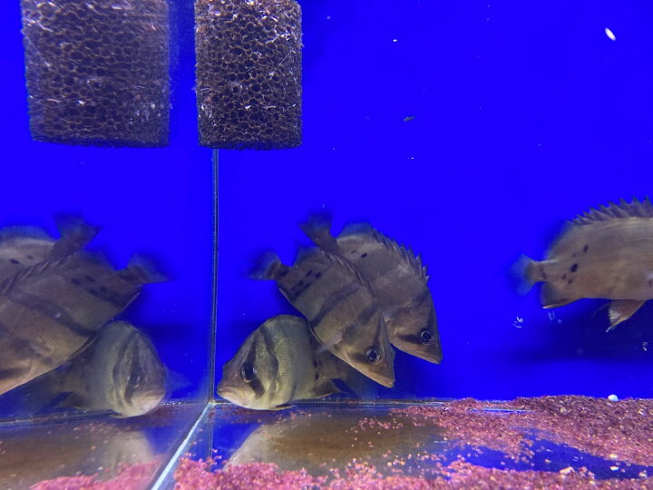 楽天市場 ダトニオ フォーバータイガー 1匹 １２ １３cm前後 ダトニオ 中型魚 混泳 冷凍エビ食べます ビリーケン 楽天市場店