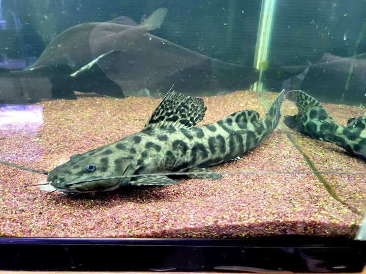 楽天市場 一点モノ セルフィンキャット ２７cm前後 ヒョウ柄 熱帯魚 大型魚 古代魚 ナマズ ビリーケン 楽天市場店