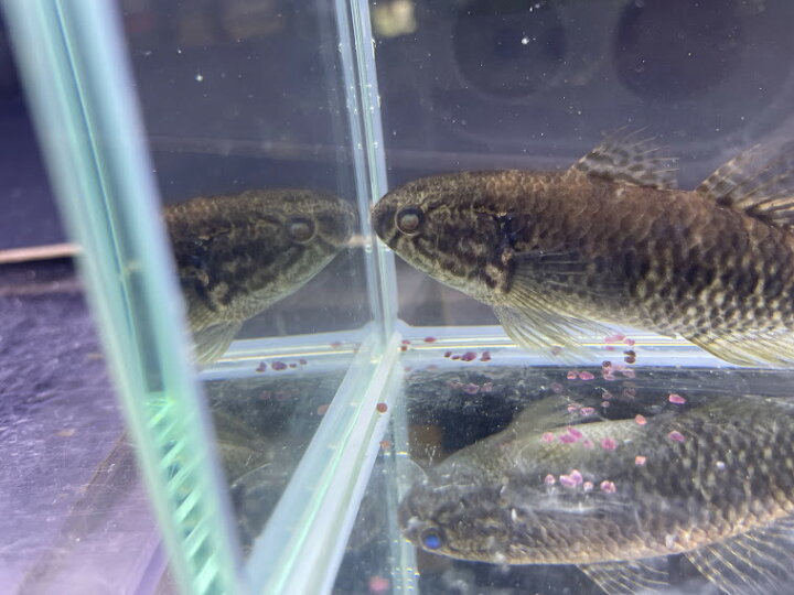 楽天市場 ドルミテーターゴビー9cm前後 熱帯魚 大型魚 ハゼ 大型化 最大６０cm カワアナゴ ビリーケン 楽天市場店