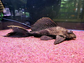 Fjp Cjifeodilm Fjp Cjifeodilm