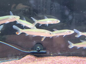 楽天市場 大型 熱帯魚 人気の通販