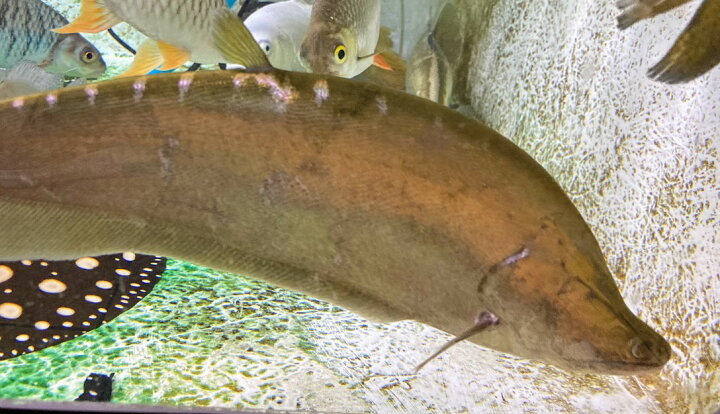 再入荷 予約販売 熱帯魚 ポリプテルス デルヘッジ 雄雌のご指定不可 古代魚 大型魚 Shipsctc Org 再入荷 予約販売 熱帯魚 ポリプテルス デルヘッジ 雄雌のご指定不可 古代魚 大型魚 Shipsctc Org