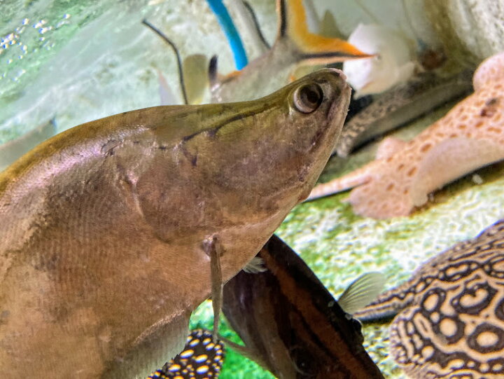 楽天市場 チタラチタラ ナイフフィッシュ 30m前後 熱帯魚 大型魚 古代魚 レア おとひめ ビリーケン 楽天市場店