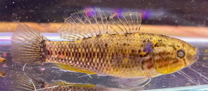 楽天市場 ドルミテーターゴビー7cm前後 熱帯魚 大型魚 ハゼ 大型化 最大６０cm カワアナゴ ビリーケン 楽天市場店