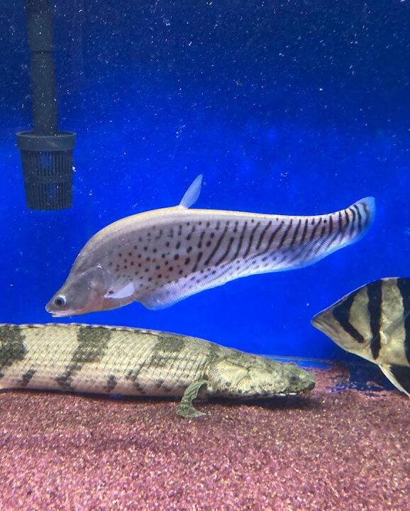 楽天市場 ロイヤルナイフフィッシュ ２０cm前後 大型魚 綺麗 カッコいい 熱帯魚 ビリーケン 楽天市場店