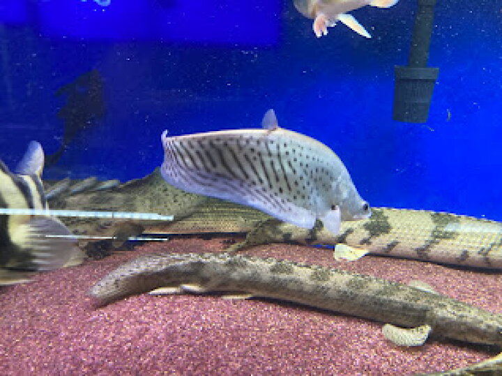 楽天市場 ロイヤルナイフフィッシュ ２０cm前後 大型魚 綺麗 カッコいい 熱帯魚 ビリーケン 楽天市場店