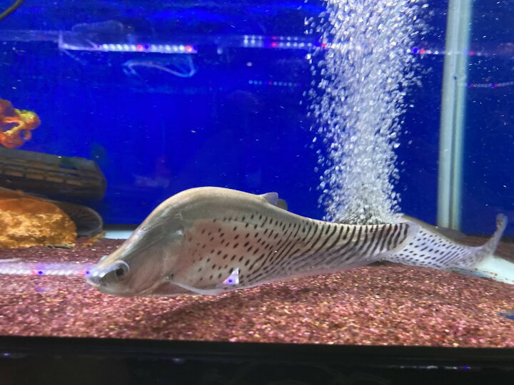 楽天市場 ロイヤルナイフフィッシュ ２０cm前後 大型魚 綺麗 カッコいい 熱帯魚 ビリーケン 楽天市場店