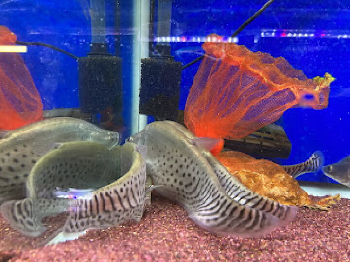 楽天市場 ロイヤルナイフフィッシュ ２０cm前後 大型魚 綺麗 カッコいい 熱帯魚 ビリーケン 楽天市場店
