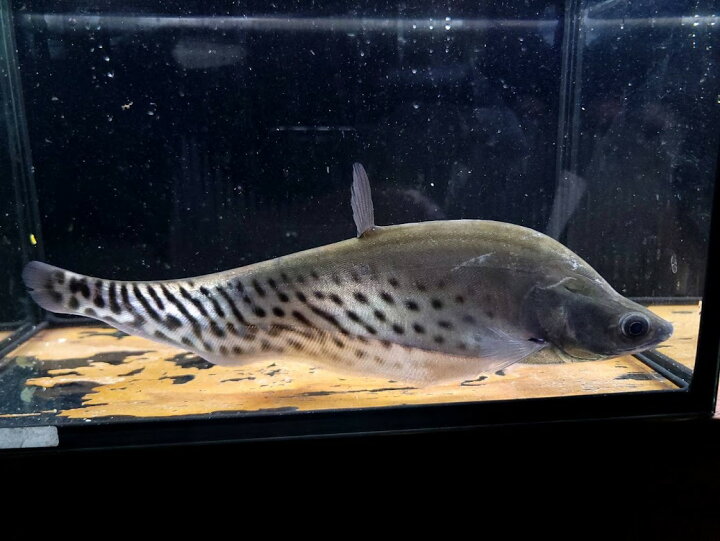 楽天市場】C4 ロイヤルナイフフィッシュ 18－20cm前後 大型魚 綺麗 