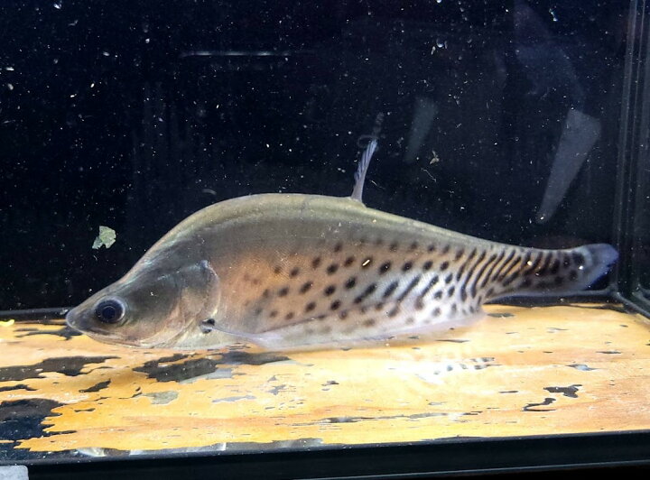 楽天市場】C4 ロイヤルナイフフィッシュ 18－20cm前後 大型魚 綺麗 