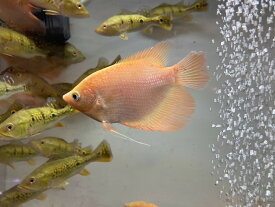 B12 ゴールデンオスフロネームス　11－12cm前後　熱帯魚 大型魚 観賞魚 可愛い 綺麗