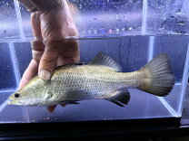 楽天市場】バラマンディ（観賞魚｜熱帯魚・アクアリウム）：ペット 