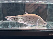 楽天市場】ナイフフィッシュ（観賞魚｜熱帯魚・アクアリウム）：ペット 